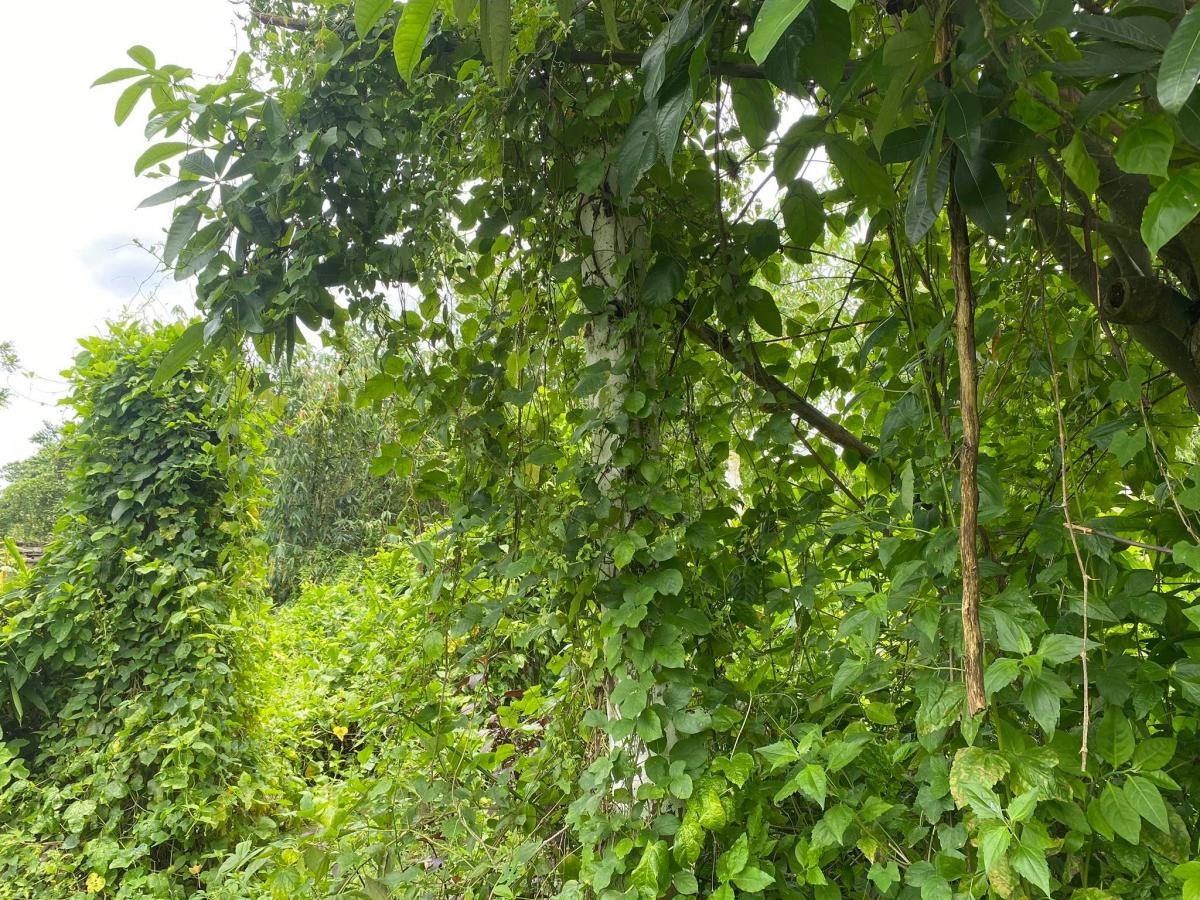 Tatala Binangonan Lot for Sale