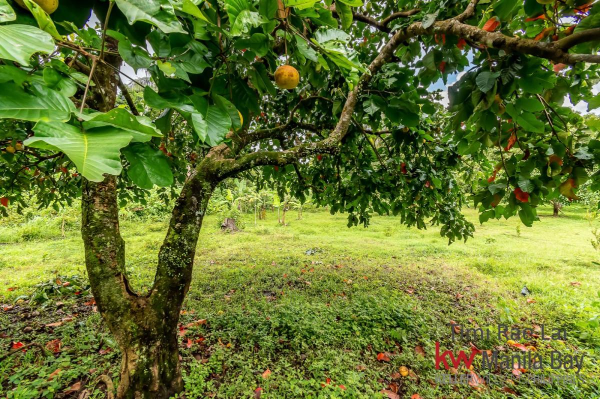 Farm Lot for Sale in Alfonso, Cavite